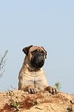 BULLMASTIFF 246